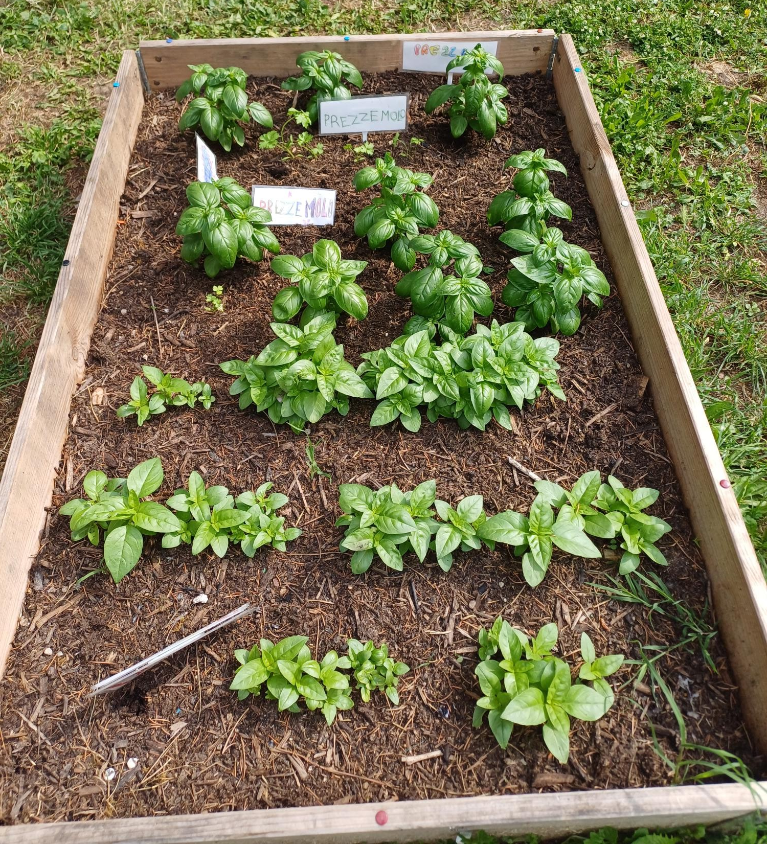 cassone basilico.png